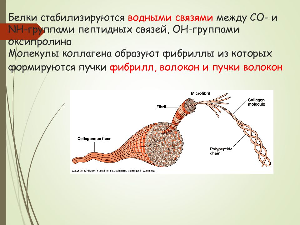 Презентация биохимия мышечного сокращения