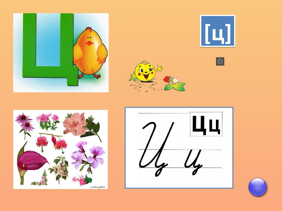 Буква ц презентация