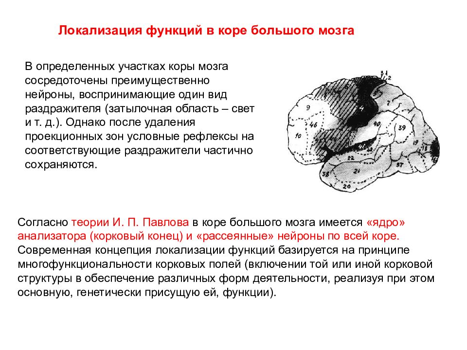 Нейроны в затылочной доле коры. Динамическая локализация функций в коре больших. Локализация функций в коре головного мозга. Локализация функций в коре большого мозга. Строение и функции коры головного мозга. Локализация функций в коре..