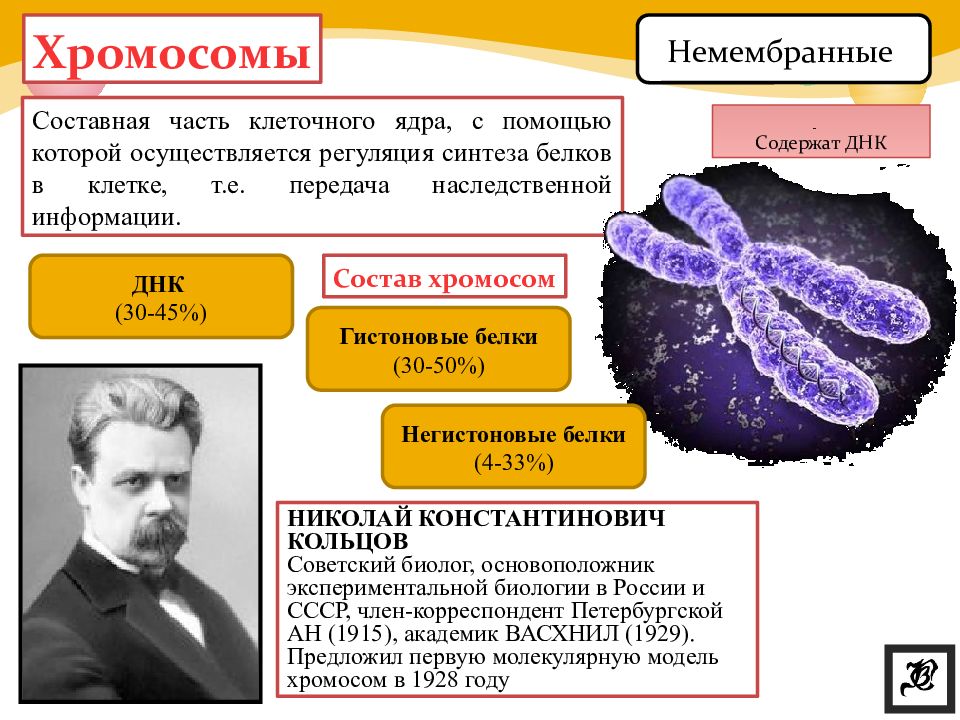 Клеточное ядро хромосомы. Органоиды клетки хромосомы. Хромосомы это органоиды. Хромосомы в ядре клетки. Функции органоидов клетки хромосомы.