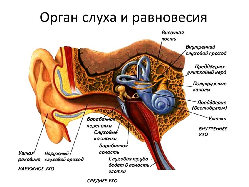 Схема органа слуха