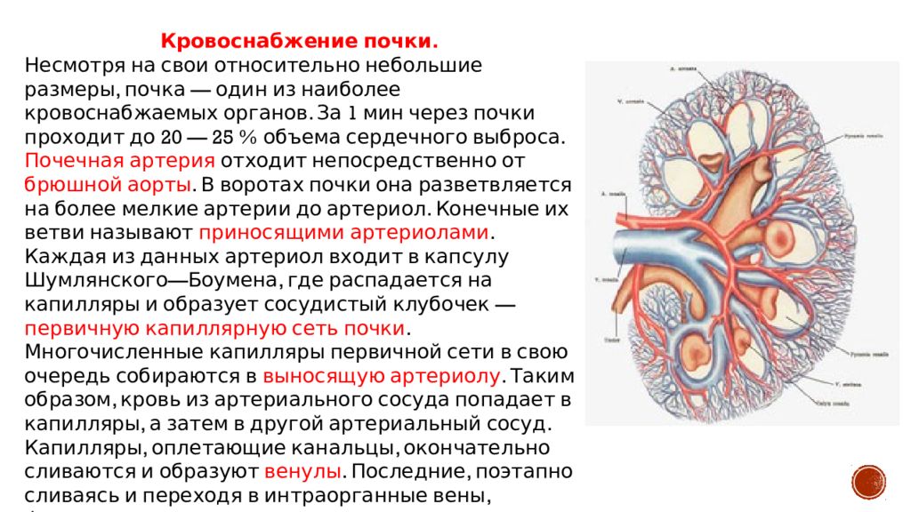 Приток крови к органам. Артерии почки, строение анатомия. Система кровообращения почки. Особенности кровоснабжения почек схема. Строение почечной артерии.