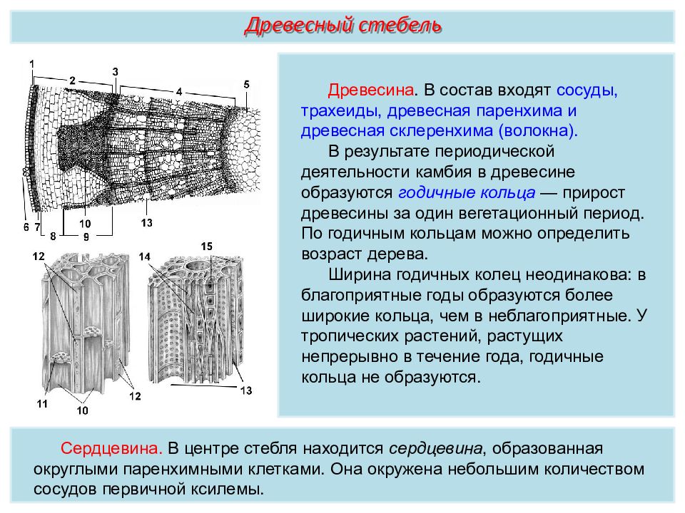 Ситовидная древесина. Древесина сосуды и трахеиды. Строение древесного стебля трахеиды. Древесинные волокна и паренхима. Паренхима древесины.