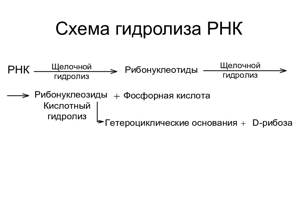 Схема гидролиза нуклеиновых кислот