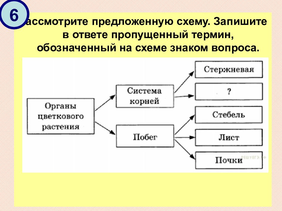 Запишите термин обозначающий. Рассмотрите предложенную схему запишите в ответе пропущенный термин. Рассмотрите предложенную схему органы цветкового растения. Рассмотрите предложенную схему состава белков. Рассмотрите предложенную схему плоды.