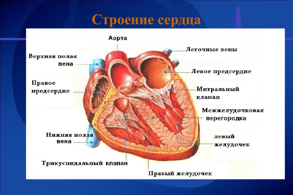 Сердце человека состоит из. Опишите строение сердца. Внутреннее строение сердца анатомия. Внутреннее строение сердца клапаны. Внешнее строение сердца анатомия.