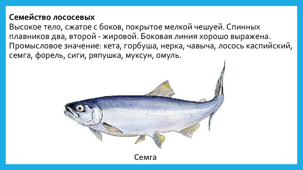 Рыба на букву н 4 буквы. Лососёвые (семейство). Семейство лососевых боковая линия. Боковая линия у рыб.