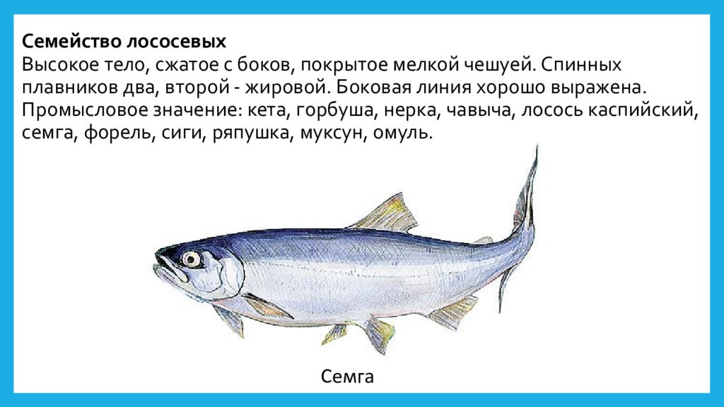 1 из лососевых. Лососёвые (семейство). Боковая линия у рыб. Лосось боковая линия.