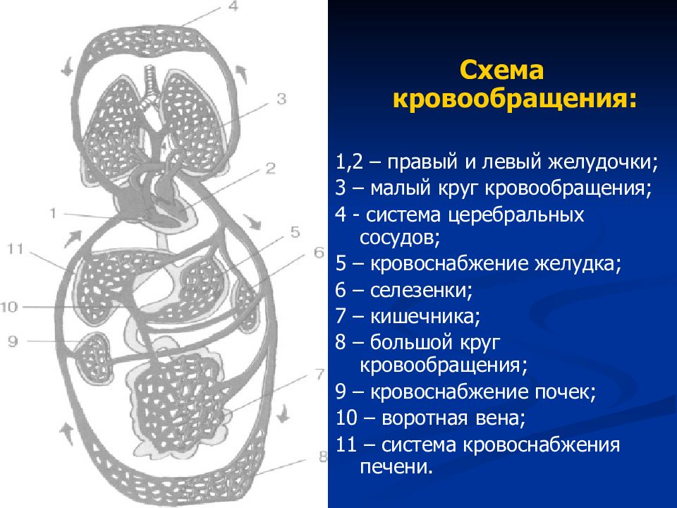 Кровообращение в печени схема