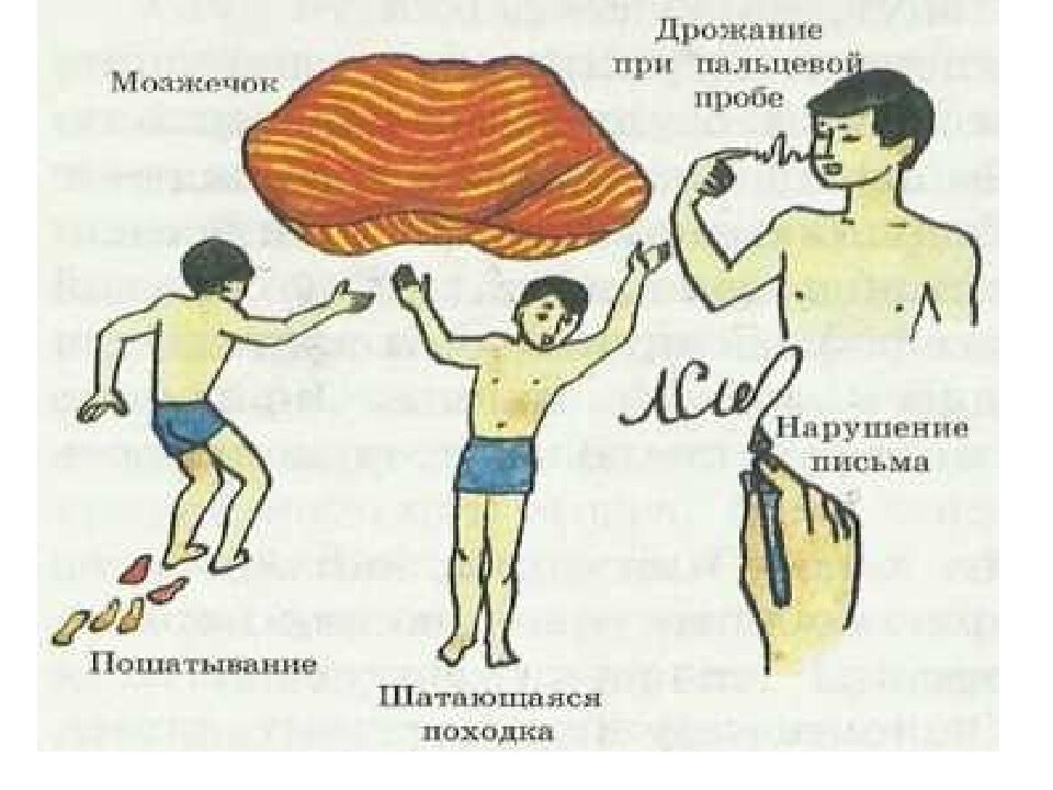 Лекция 5 Физиология нервной системы