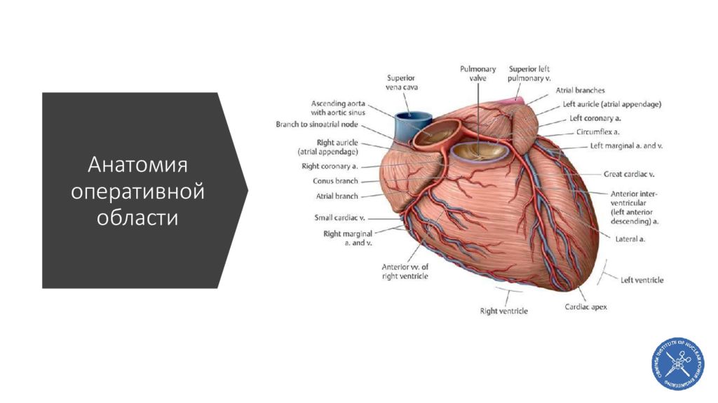 Оперативная анатомия