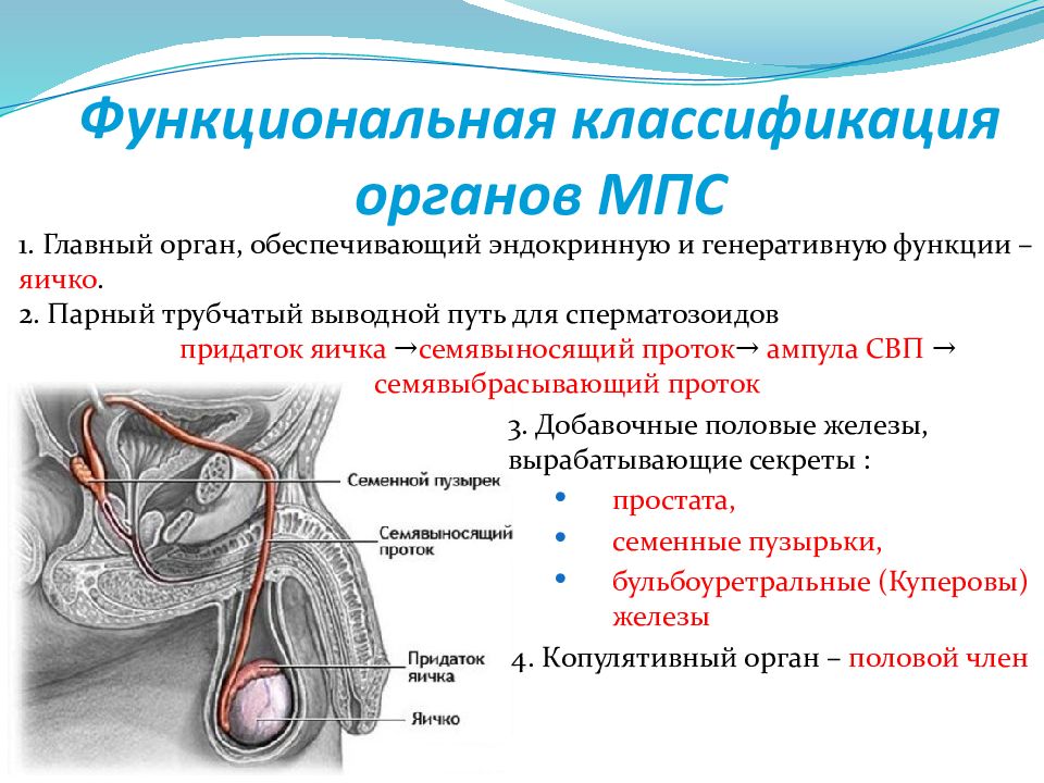 Презентация на тему мужская половая система