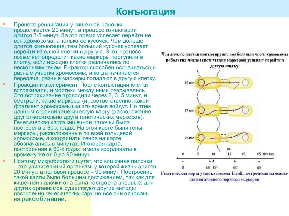 Получение множества копий генов кишечной палочки метод