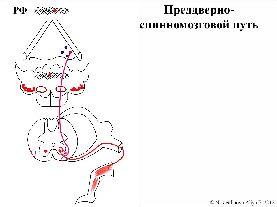 Покрышечно спинномозговой путь схема