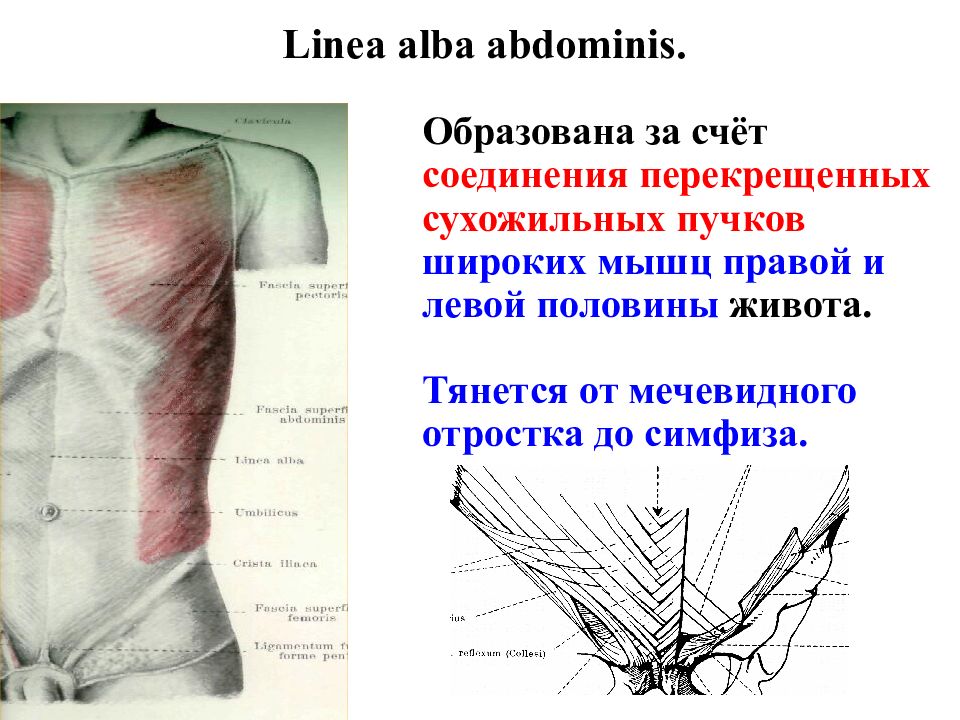 Рисунки по топографической анатомии