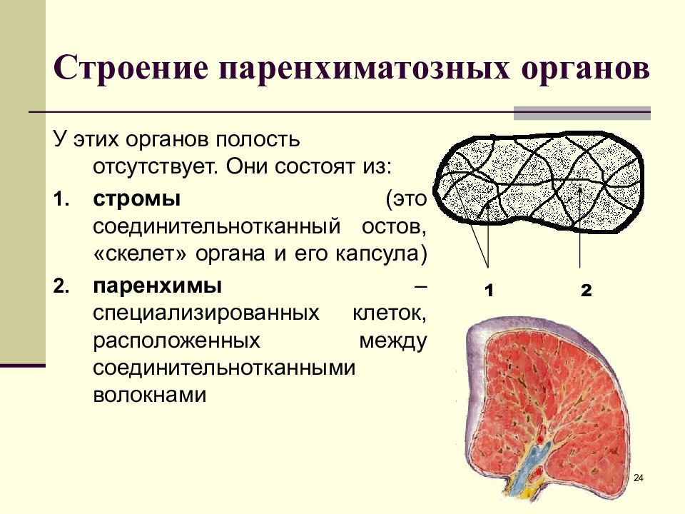 Паренхима почек состоит из. Строение стромы паренхиматозных органов. Строму паренхиматозных органов образует ткань. Строма паренхиматозных органов ткань. Строма легких гистология.