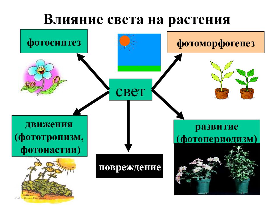 Влияние освещенности на рост и развитие растений проект