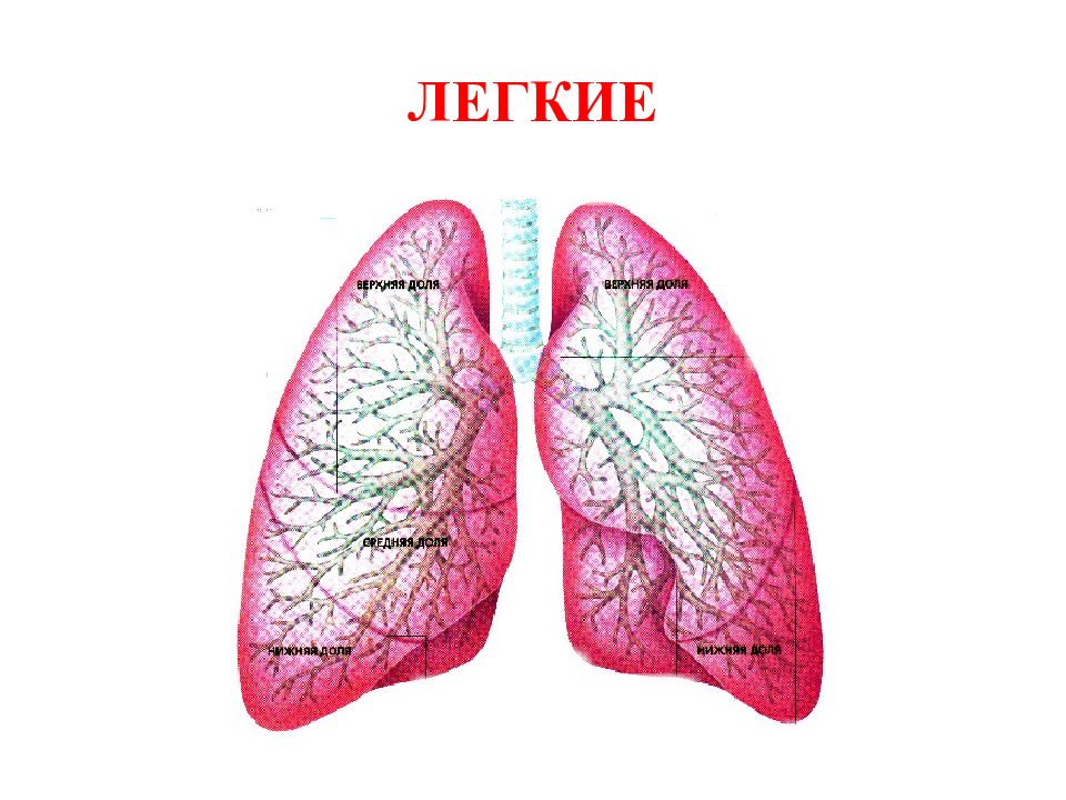 Функциональная анатомия дыхательной системы презентация