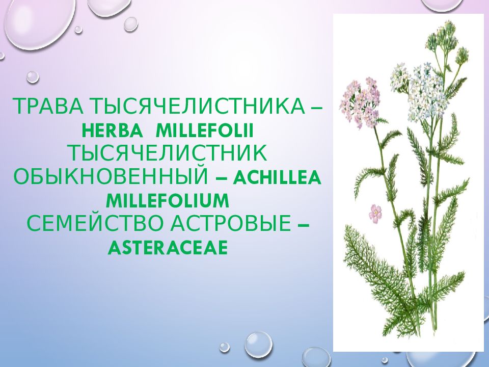 Сообщение Про Тысячелистник
