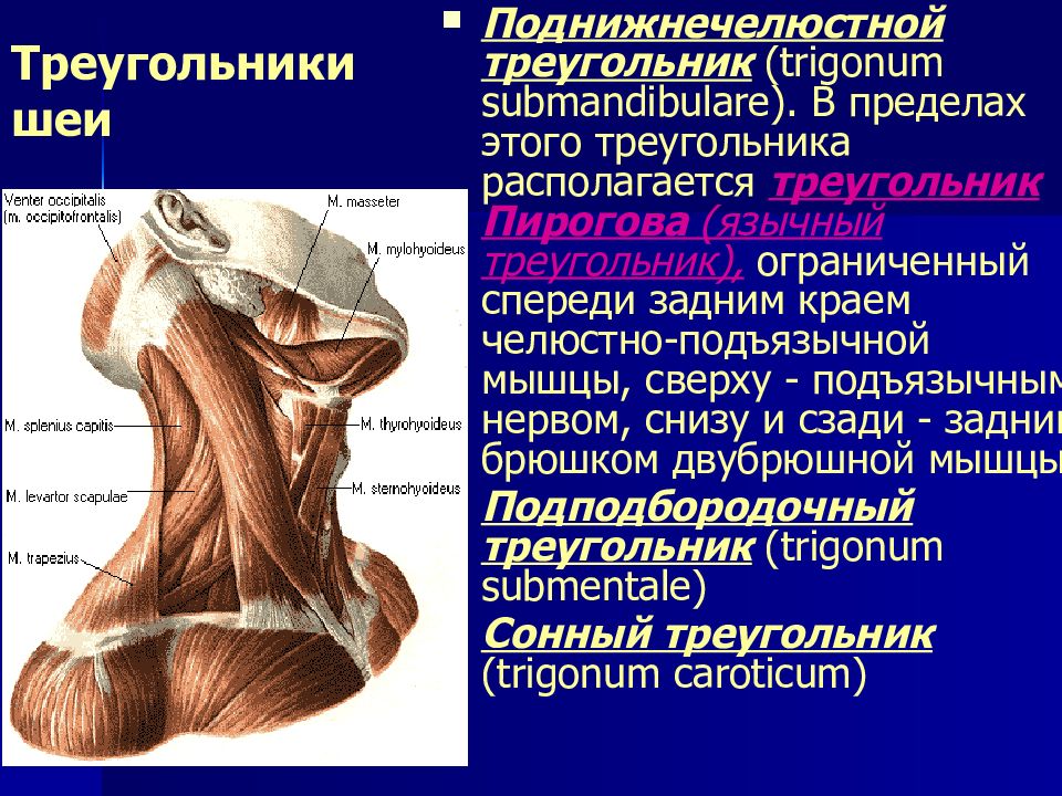 Треугольники шеи. Язычный треугольник Пирогова границы. Треугольник Пирогова на шее границы. Треугольник Пирогова топографическая анатомия. Поднижнечелюстной треугольник Пирогова.