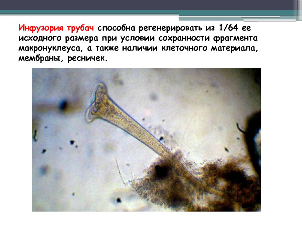 Инфузория трубач фото