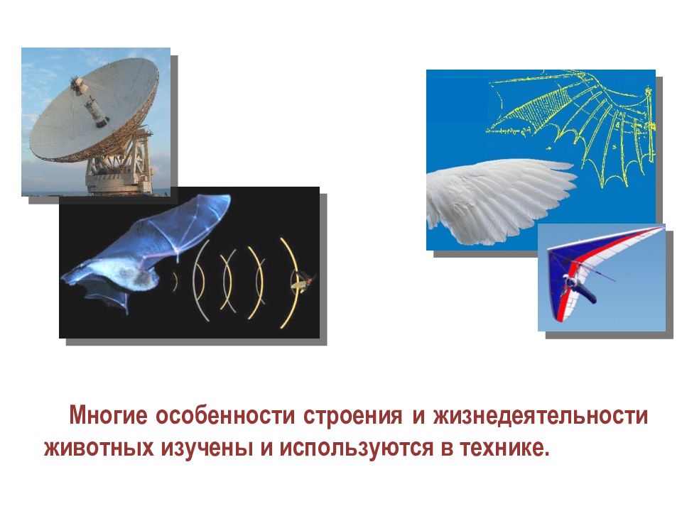 Науки изучающие животных. Особенности строения и жизнедеятельности животных. Жизнедеятельность животных. Зоология наука о животных.