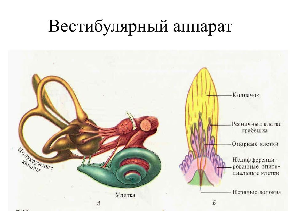 Вестибулярный анализатор физиология презентация