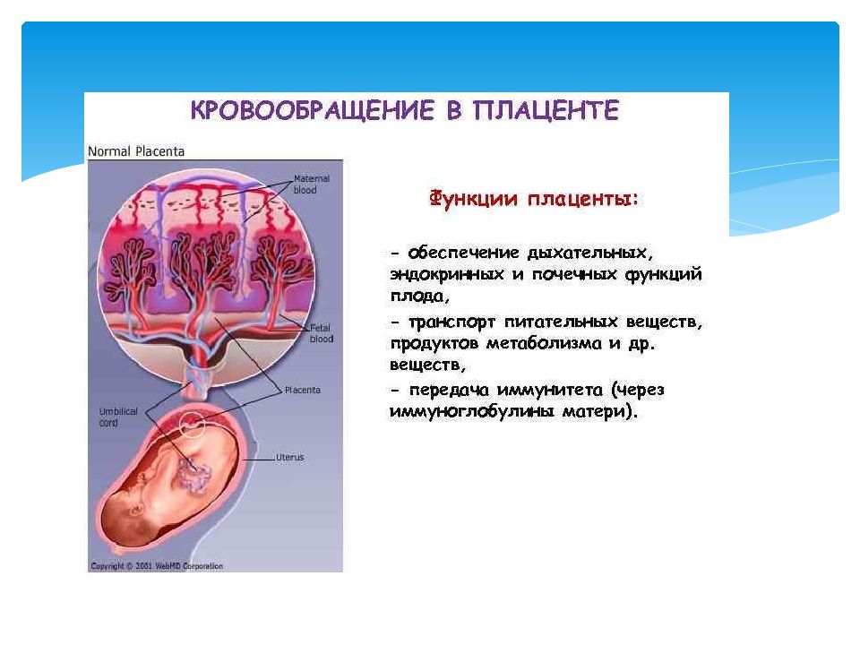 Что такое плацента и какова ее функция. Плацента строение и функции анатомия. Маточно-плацентарное кровообращение схема. Структура и функции плаценты. Фетоплацентарная система. Строение, функции плаценты.
