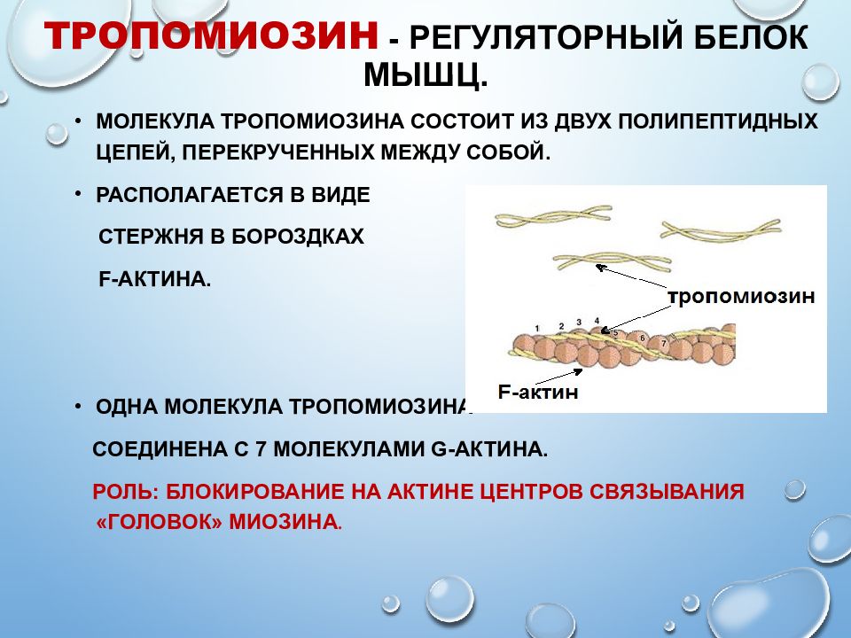 Биохимия мышечной ткани презентация