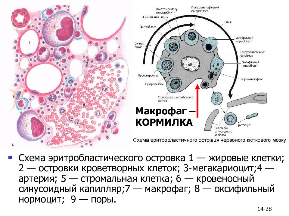 Презентация на тему кровь гистология