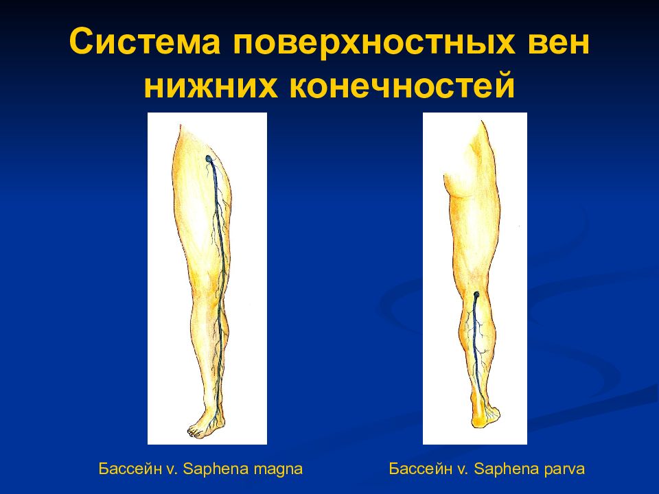 Появление конечностей. V saphena Magna. Заболевания нижних конечностей. Поверхностных вен нижней конечности. Варикозная болезнь нижних конечностей презентация.