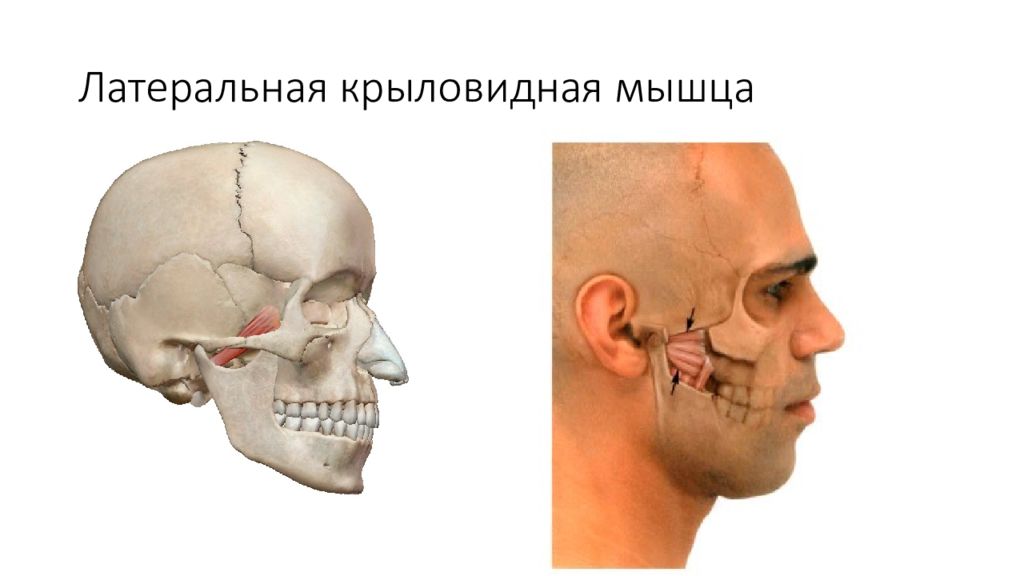 Латеральная крыловидная мышца. Латеральная крыловидная мышца функции. Латеральная крыловидная мышца прикрепление. Лотериально крвловиднач мышца. Латериально клиновидная мышца.