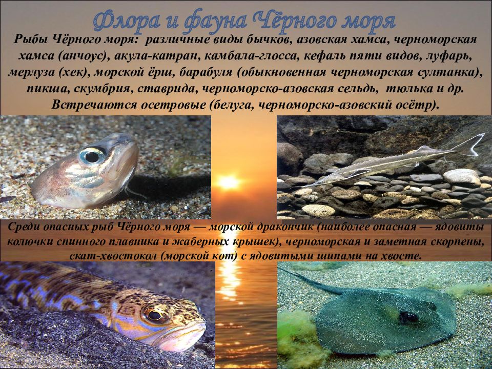 Животный мир черного моря 4 класс. Обитатели Азовского моря. Флора и фауна черного моря. Черноморские обитатели. Флора и фауна Азовского моря.