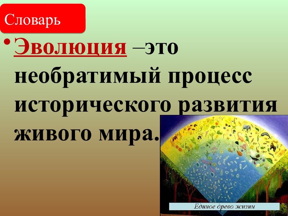 Презентация по биологии 6 класс историческое развитие растительного мира пономарева