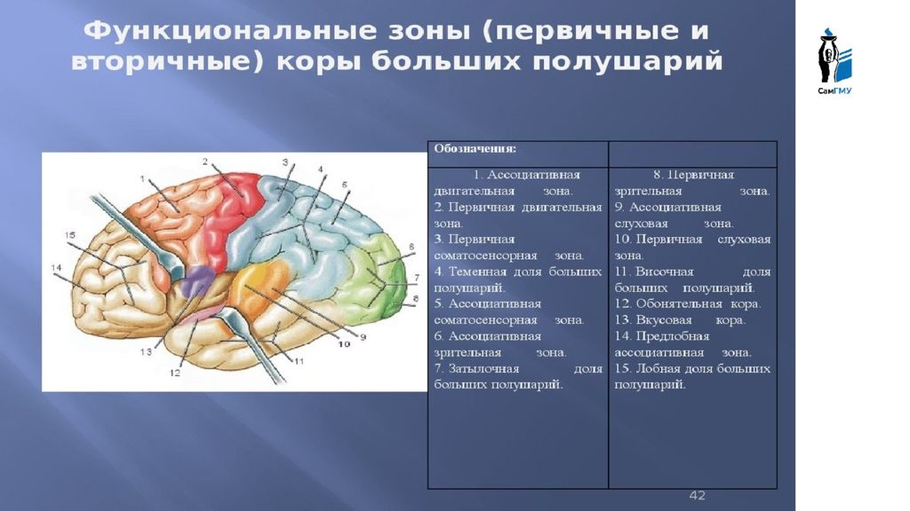 Физиология головного мозга презентация