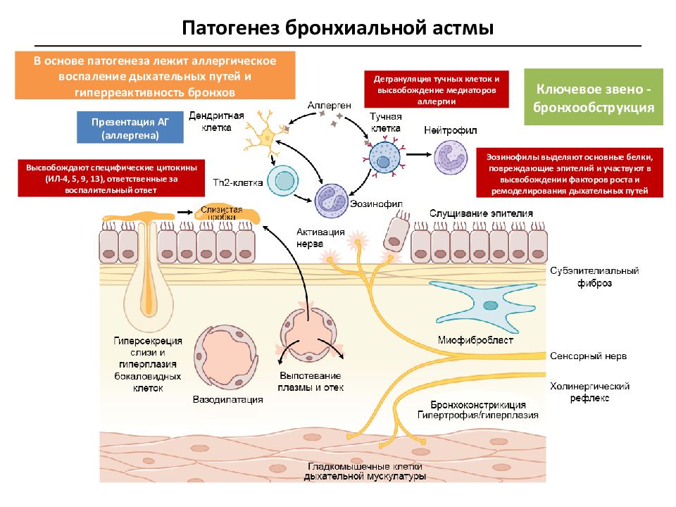 Бронхиальная астма патофизиология презентация