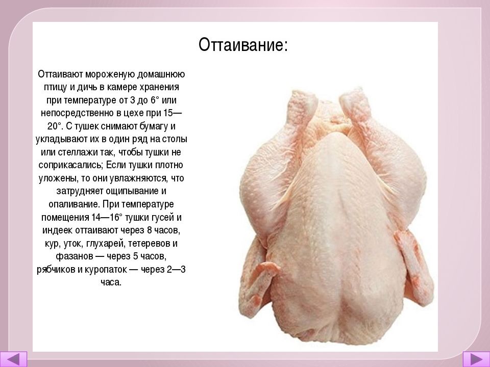 Обработка птицы. Обработка сельскохозяйственной птицы и пернатой дичи. Механическая кулинарная обработка птицы и дичи. Механическая обработка птицы. Механическая кулинарная обработка сельскохозяйственной птицы.