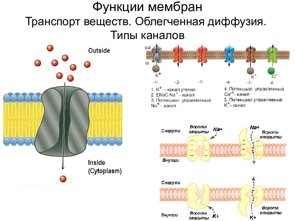 Транспорт мембраны клетки. Компартментная функция мембраны.