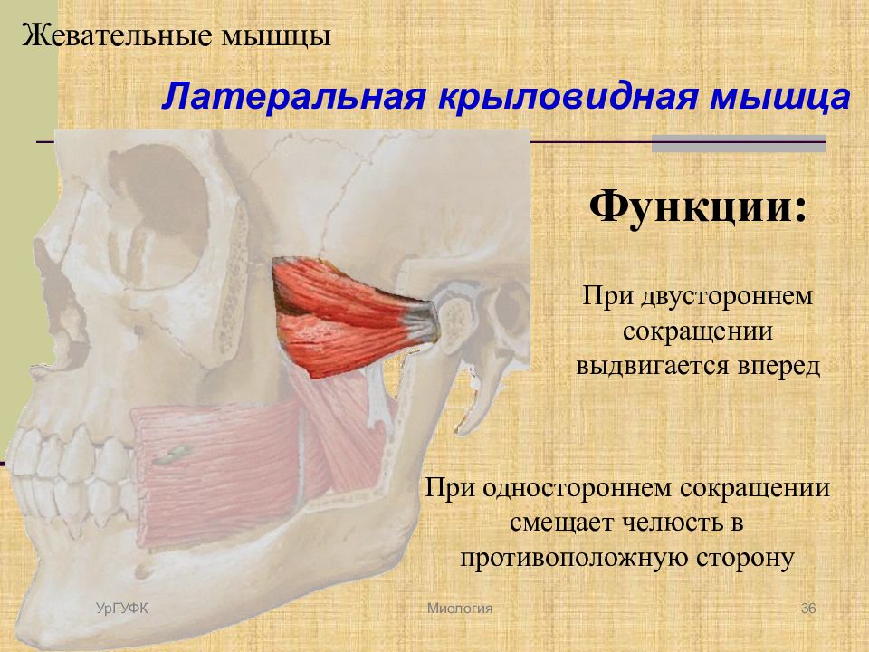 Латеральная крыловидная мышца. Жевательные мышцы крыловидные мышцы. Место прикрепления латеральной крыловидной мышцы. Жевательные мышцы медиальная крыловидная. 2. Медиальная крыловидная мышца..