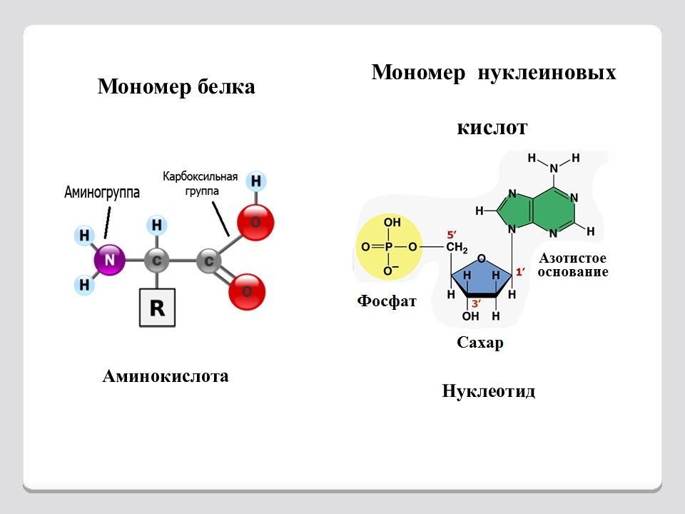 Мономеры нуклеиновых кислот аминокислоты