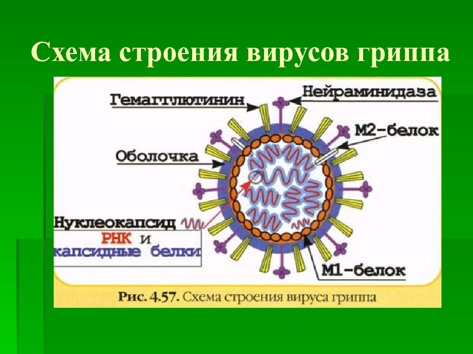 4 строение вирусов. Структура вириона вируса гриппа. Схема строения вириона вируса гриппа. Морфология и строение вирусов. Структура вируса гриппа микробиология.