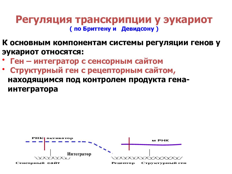 Особенности транскрипции у эукариот