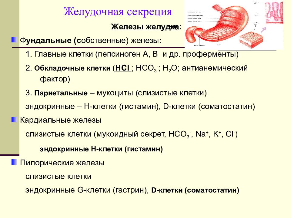 Секреторная функция жкт физиология таблица. Таблица пищеварительная система физиология человека. Пищеварение. Железы желудка секреция. Собственные железы желудка типы клеток и их функции.