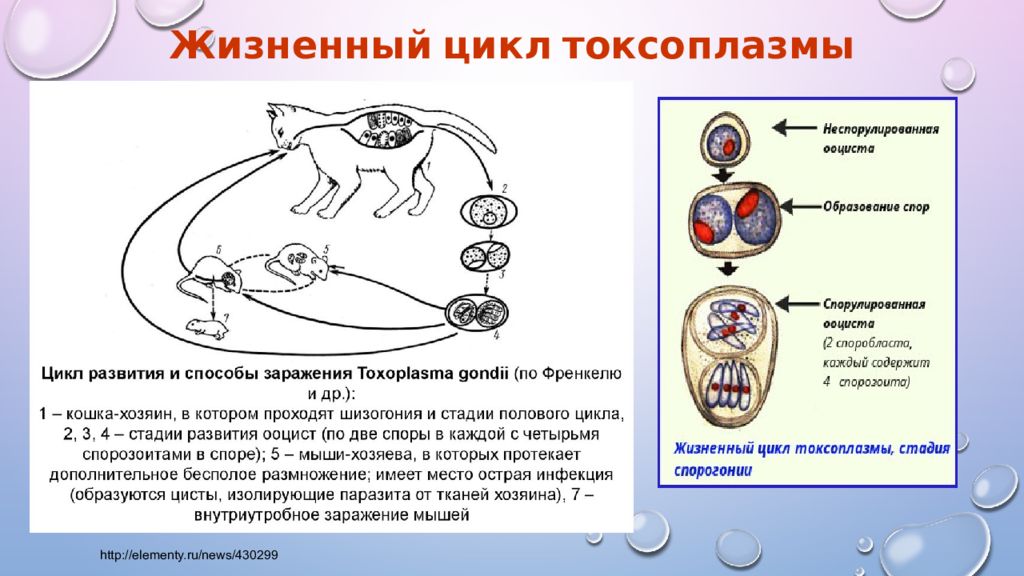 токсоплазмозы класс. внешнее строение токсоплазмы. токсоплазма внутри клетки. токсоплазма апикомплексы. строение токсоплазмы.