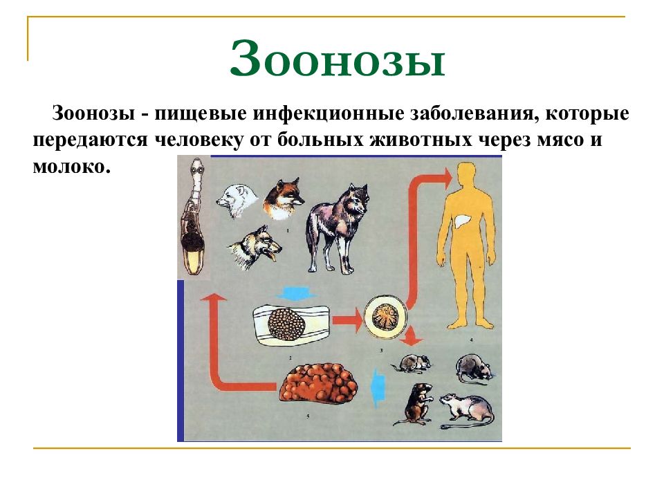 Передается от человека к человеку. Зоонозные инфекционные заболевания животных. Зоонозы это инфекционные заболевания которые передаются. Болезни животных передающиеся человеку. Болезни передаваемые от животных человеку.