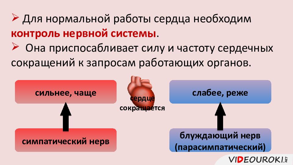 Регуляция работы сердца и кровеносных сосудов 8 класс презентация