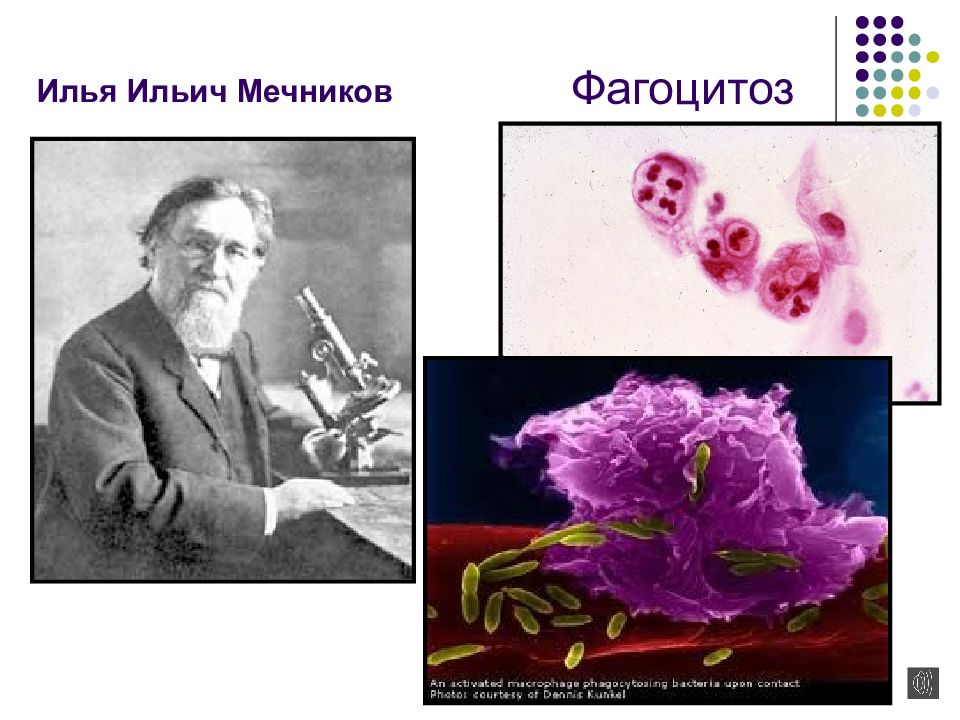Мечников открыл явление фагоцитоза. Мечникова Ильи Мечникова фагоцитоз. Открытие фагоцитоза Мечниковым.