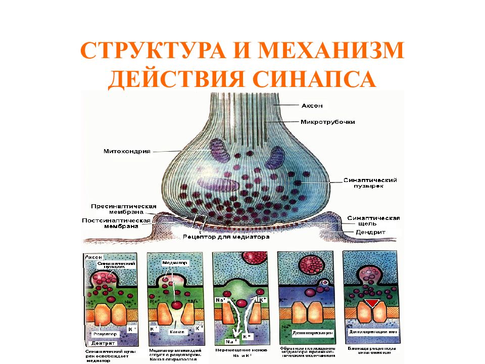 Взаимосвязь строения и функции холинергического синапса презентация