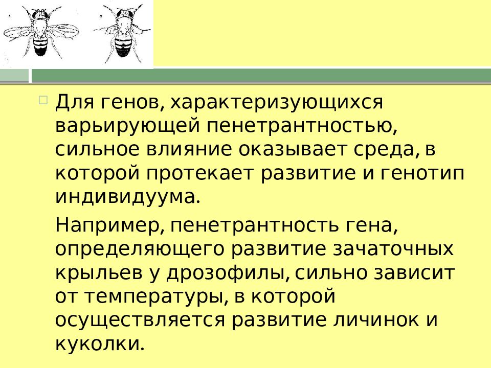 Проявление генов в онтогенезе презентация