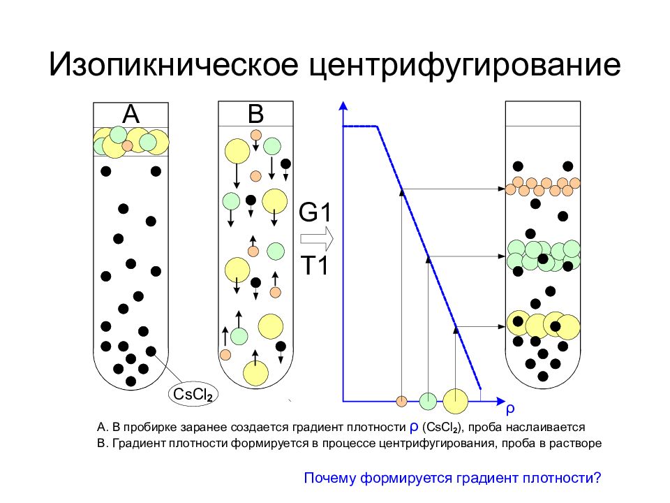 Градиент плотности. Центрифугирование осаждение цитоплазмы. Изопикническое центрифугирование. Зональное центрифугирование. Методы биологии центрифугирование.